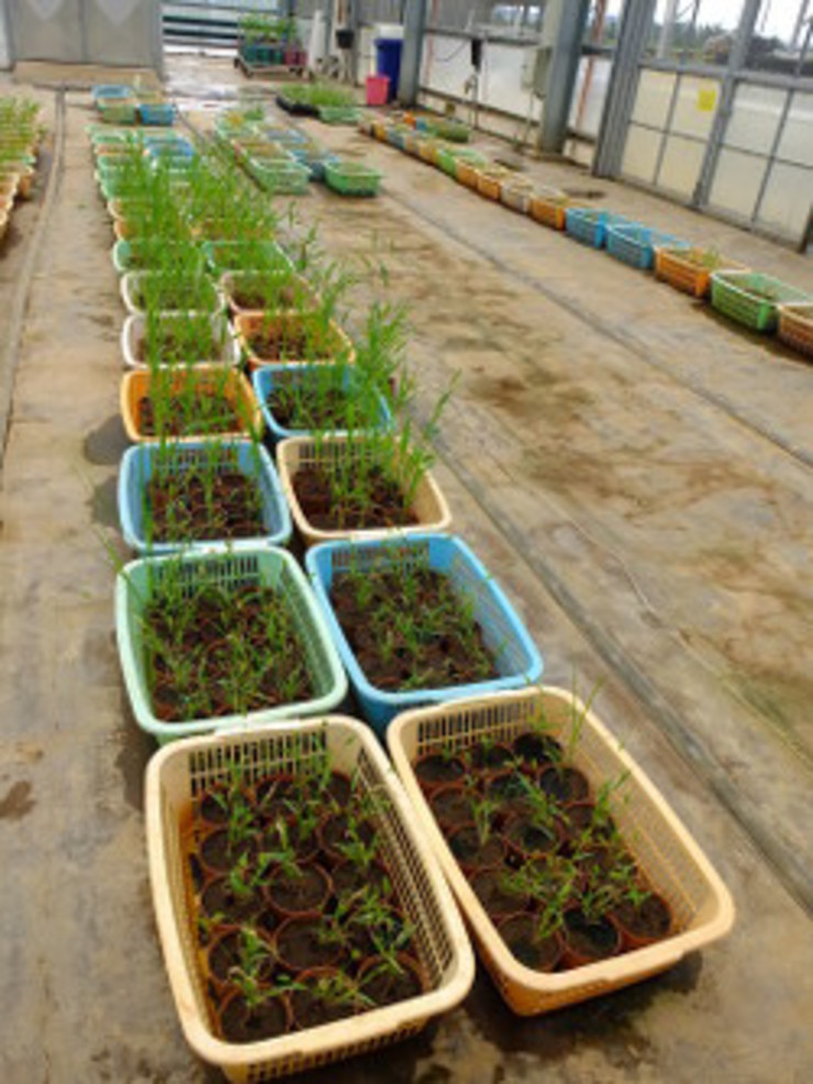 EXPRESSION. Trays of green foxtail grass (sateria), a C4 plant, will be analyzed for expression of desirable traits for C4 rice