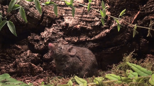 SINGING MOUSE. This screenshot shows a male Alston's singing mouse (S. teguina) as it countersings in response to a rival male's song. Screenshot from Youtube.com/country mouse studios 