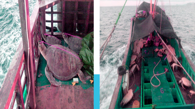 SEIZED. Police find over 500 turtles on board a foreign vessel in Half Moon shoal. At 250 of the marine turtles (right) were already dead. Photo courtesy of the PNP Maritime Group