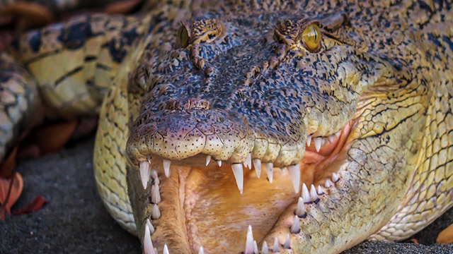 ATTACKS. File photo of a crocodile in Suai Loro, Timor-Leste. Photo by Jack Nugent/Shutterstock.com  