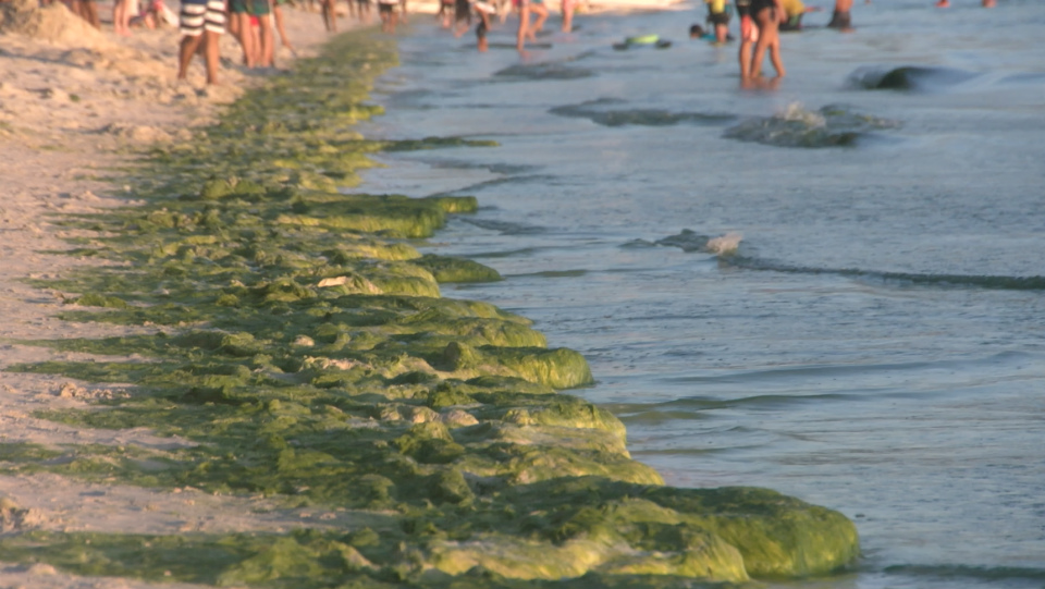 GREEN. Boracay shores are lined with green algae. Photo by Adrian Portugal/Rappler 