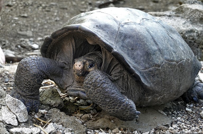 DISCOVERED. A specimen of the giant Galapagos tortoise Chelonoidis phantasticus, thought to have gone extinct about a century ago, is seen at the Galapagos National Park on Santa Cruz Island in the Galapagos Archipelago. 
Photo by Rodrigo Buendia/AFP  