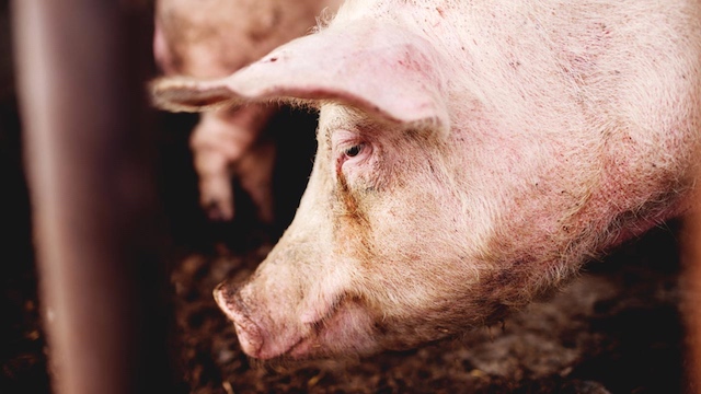 PIG IN A FARM. The Philippines is no longer Asian swine fever-free but there are still parts of the country not affected by the disease such as Negros Occidental. Image from Shutterstock.com  