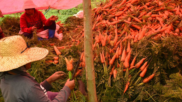 CARROT LADIES. Women farmers of Miarayon segregate the newly plucked carrots. What happens in Cagayan de Oro City affects the livelihood in the highlands; when there is a calamity in CDO, their crops don’t get delivered. They end up stored in farm houses until they spoil. Photo by Chum Magdadaro  