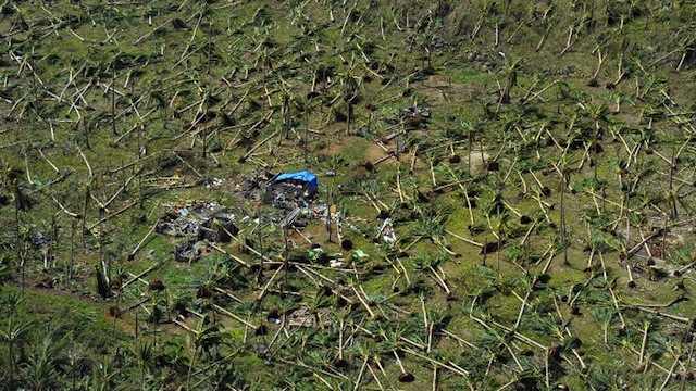 COCONUTS AND CALAMITY. This aerial photo shows uprooted coconut trees on a hill near the town of Guiuan in Eastern Samar 3 days after Super Typhoon Yolanda (Haiyan) struck on November 8, 2013. File photo by Agence France-Presse/Ted Aljibe  