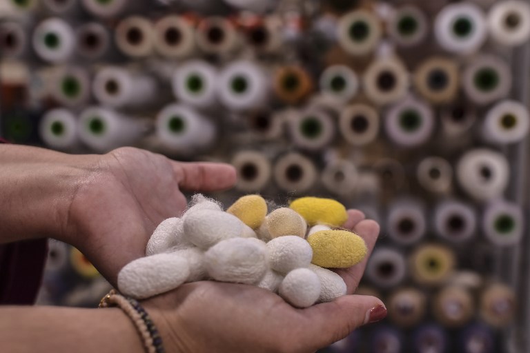 SILK COCOONS. A woman shows silk cocoons at a silk fabric factory in the Greek northern town of Soufli. Photo by Aris Messinis/AFP 