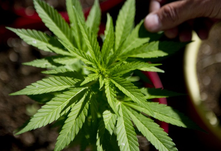 'HIGH TIME.' Lawmakers approve a bill legalizing medical marijuana in the Philippines. File photo by Raul Arboleda/AFP 