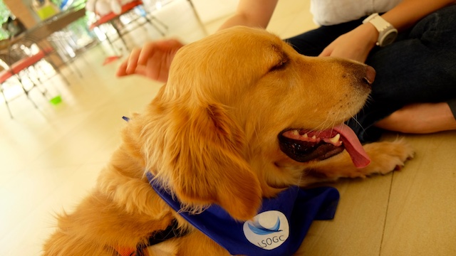 Pets For Mental Wellness How Dogs Play A Role In Healing Therapy