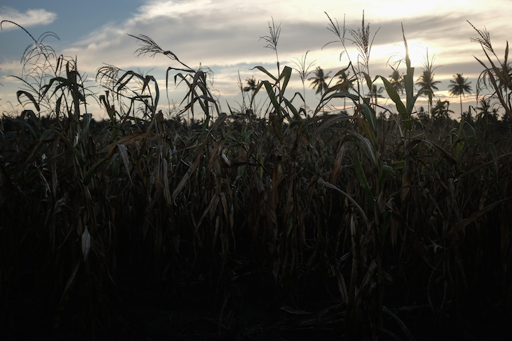 WHERE THEY FELL. The cornfields of Tukanalipao. Photo by Patricia Evangelista / Rappler