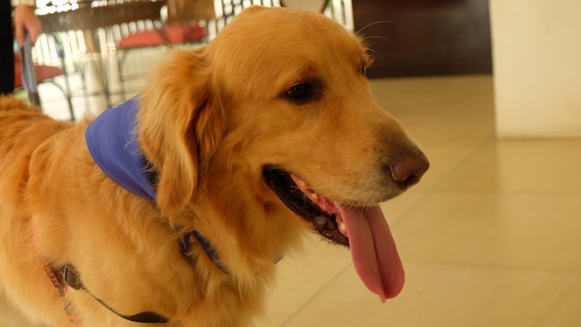 PET THERAPY. Dogs like Bubu can bring comfort and a sense of calm to those suffering from mental health issues. 