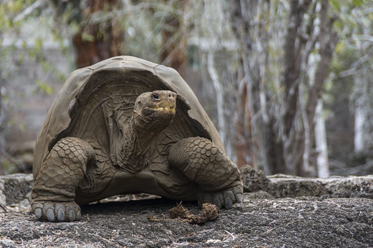 GALAPAGOS RESIDENT. This handout photo from the Galapagos National Park shows a tortoise at the park in Santa Cruz, Galapagos Islands, Ecuador on September 12, 2017. HO/Galapagos National Park/AFP  
