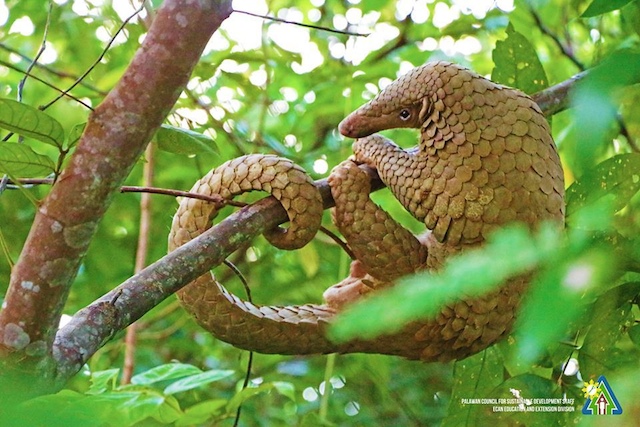 CRITICALLY ENDANGERED. The Palawan pangolin or balintong is a burrowing mammal found in Palawan's secondary forests, grassland, open country, thick bush, shrubby slopes and subsistence farming areas. It acts as pest control, regulating termite and ant populations in the wild. Photo courtesy of PCSDS   
