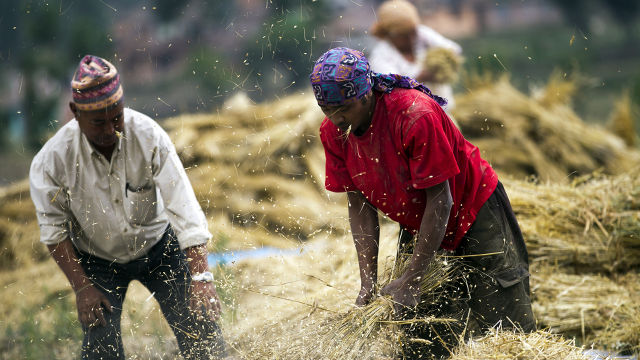 FARMERS. Nepalese harvesters at work during harvesting in a field of Tikathali, on the outskirts of Kathmandu, Nepal, May 15, 2013. Narendra Shrestha/EPA
