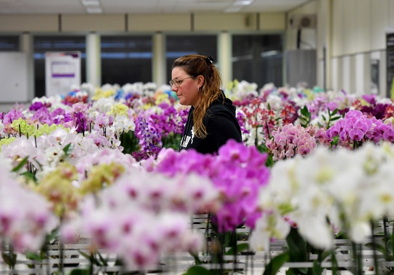 BREXIT DEAL. A worker walks through flowers in the Royal FloraHolland Aalsmeer, the largest trading and distribution centre for plants and flowers in the world, in Aalsmeer on December 11, 2018. Photo by Emmanuel Dunand/AFP