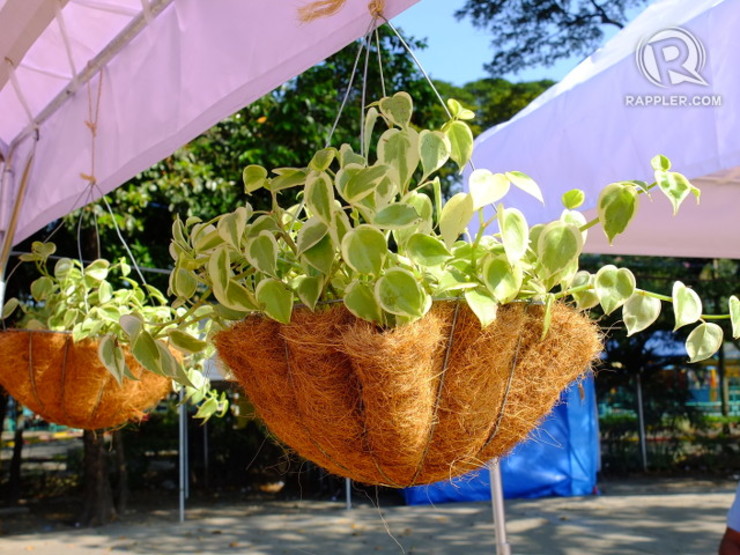 PLANT CRADLE. This hanging plant liner is made of coconut husk and is naturally resistant to bacteria, fungi and insects while providing optimum drainage and aeration