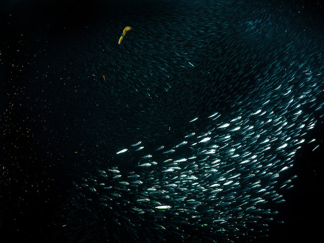 MILLIONS OF SARDINES. Moalboalâ's millions-strong sardine schools sustain many kinds ofanimals, like tuna, dolphins and even seabirds. Photo by Danny Ocampo 