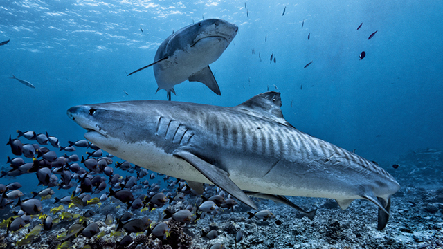 Stock photo of tiger sharks from Shutterstock 