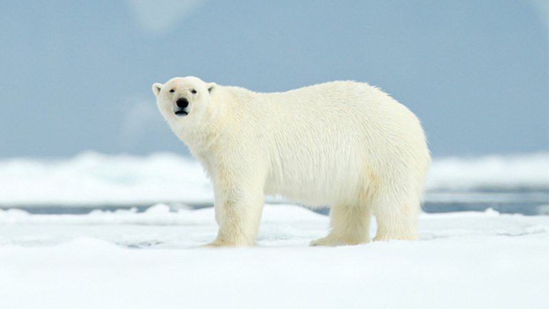 ALARM. File photo of a polar bear. Shutterstock.com 