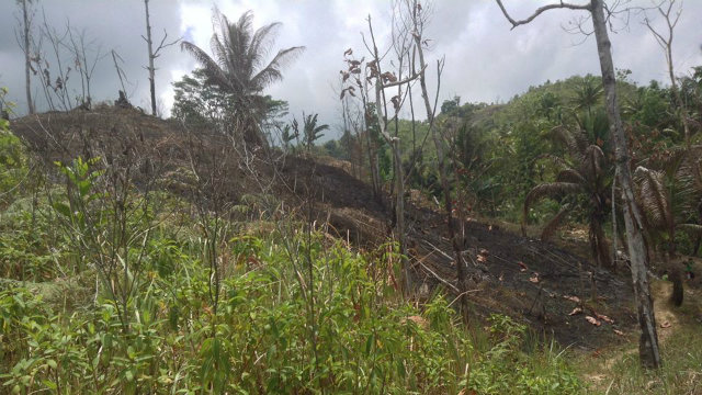 KAINGIN. An example of slash-and-burn farming. Photo by Patrick Taylor/Hybrid Agricultural Empowerment  