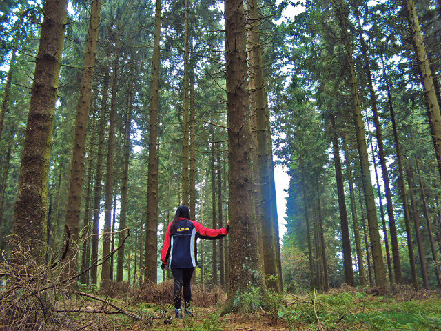 WANDERLUST. Trekking across the Ardennes' forest in Wallonia, Belgium 
