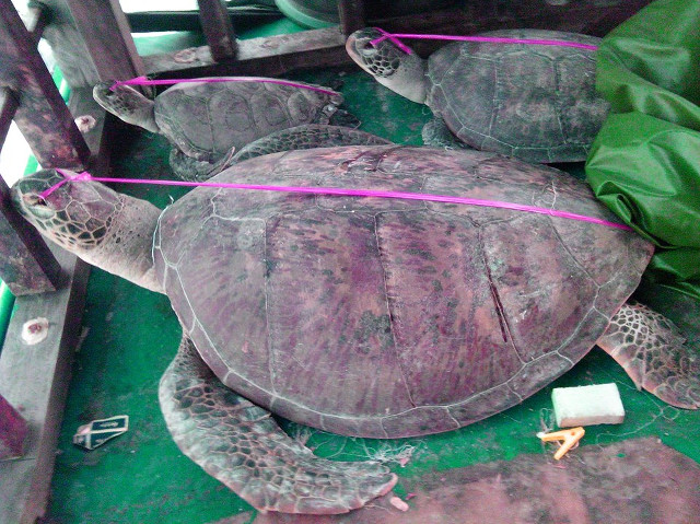 CAPTURED CREATURES. Photos of poached sea turtles (pawikan) in the Chinese vessel intercepted by the Philippine National Police Maritime Group on May 6, 2014. Photo courtesy of the PNP Maritime Group 