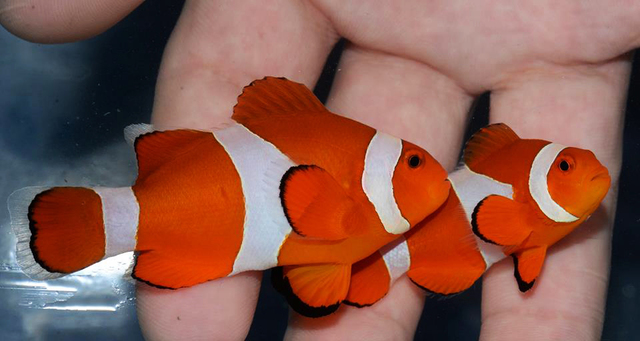 NEMO. Common Clownfish (Amphiprion ocellaris) are relatively hardy aquarium fish which can be bred in captivity. However, 75% of the global supply is still wild-caught. The Best Alternatives Campaign encourages clownfish breeding to ease the strain on wild stocks.. Photo from RVS Fishworld
