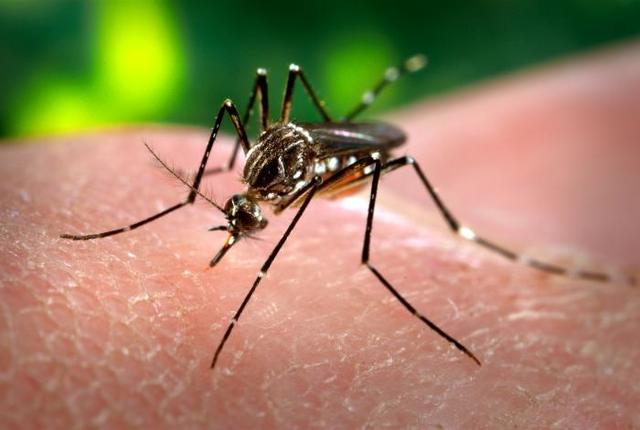zika virus