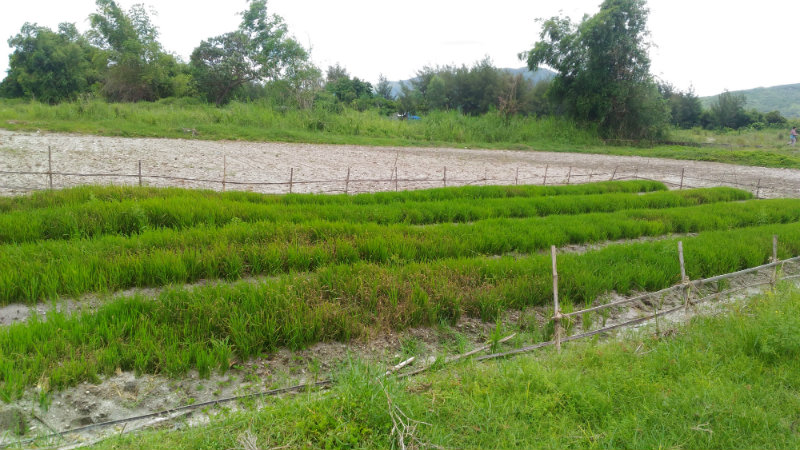 NEW NORM. In Zambales, communities notice that rain became scarce while the soil became too dry for crops to grow.  