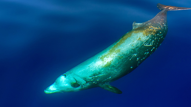 VULNERABLE. The Cuvier's beaked whale is listed as 'vulnerable' on the IUCN Red List of endangered species, and is thought to have a global population of 5,000 to 7,000. Shutterstock photo  