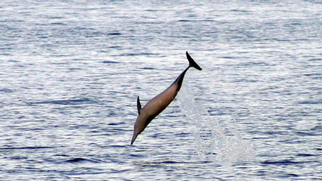 TAÑON'S TREASURES. A spinner dolphin greets human visitors in Tañon Strait. Photo courtesy of Razcel Salvarita 