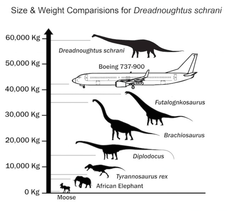 MEGA DINO. Dreadnoughtus schrani was substantially more massive than any other supermassive dinosaur for which mass can be accurately calculated. Image courtesy Lacovara Lab/Drexel University; Size and weight comparisons citations at http://bit.ly/1oI5acS