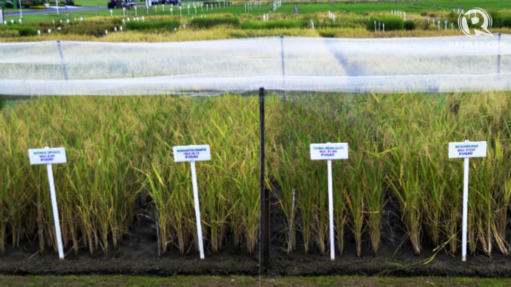 PRESERVING. The International Rice Research Institute preserves heirloom rice varieties from different regions in the Philippines. All photos by Jodesz Gavilan/Rappler