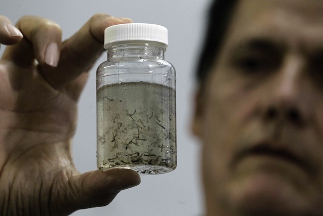 zika virus