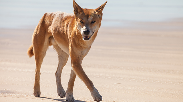 Let jeg er træt Fighter Australian researchers say dingo is not a dog, but own species