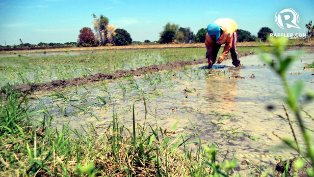 THIRSTY RICE. Rice farmers depend on irrigation for their livelihood. Photo by Fritzie Rodriguez/Rappler 