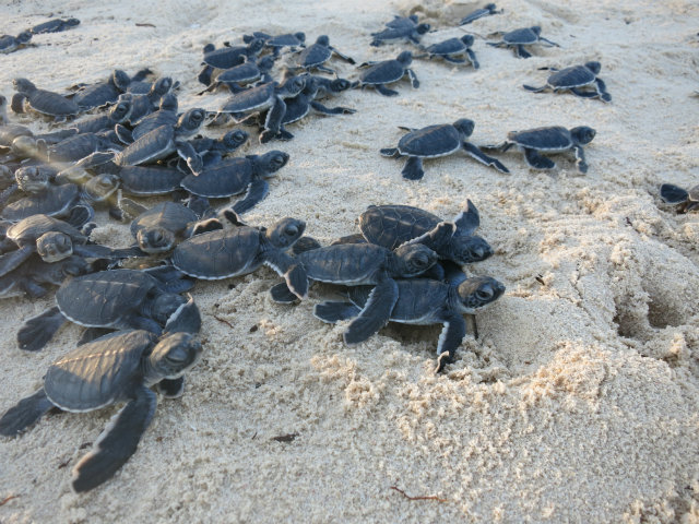 Women’s Group Protects Turtles By Turning Trash Into Eco