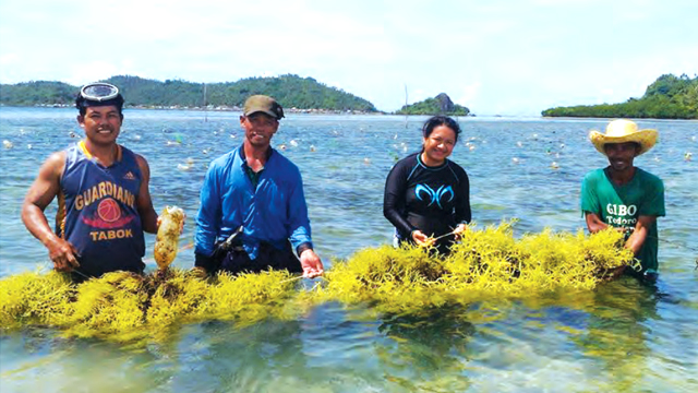 MORE THAN JUST FISHING. Jhonie Salcedo's seaweed harvest supports Sentro ha Pagpauswag ha Panginabuhi social enterprise. Photo from CSO-SEED/SPPI 