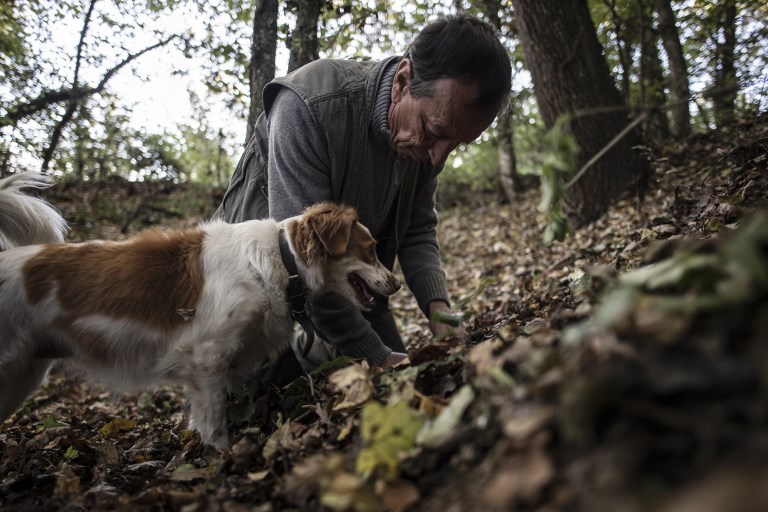 DOGS GAME. Truffle hunter Giovanni Monchiero searches for truffles with his dogs in Verduno near Alba, northwestern Italy. Photo by Marco Bertorello/AFP  