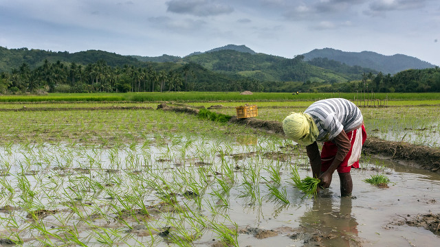rice farmer