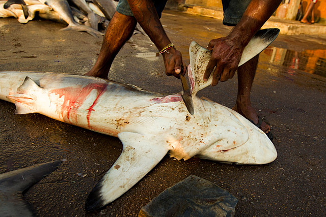 FINNED. A large silky shark is finned and processed at a fish market in Negombo, Sri Lanka. Photo by Paul Hilton/ Greenpeace
