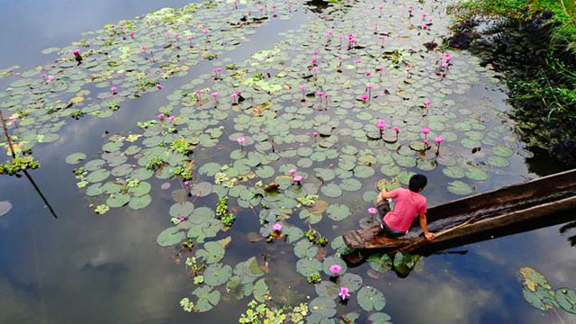 LOTUS. Lotuses blooming in the lake create a colorful natural sight. Photo by Joshua Berida 