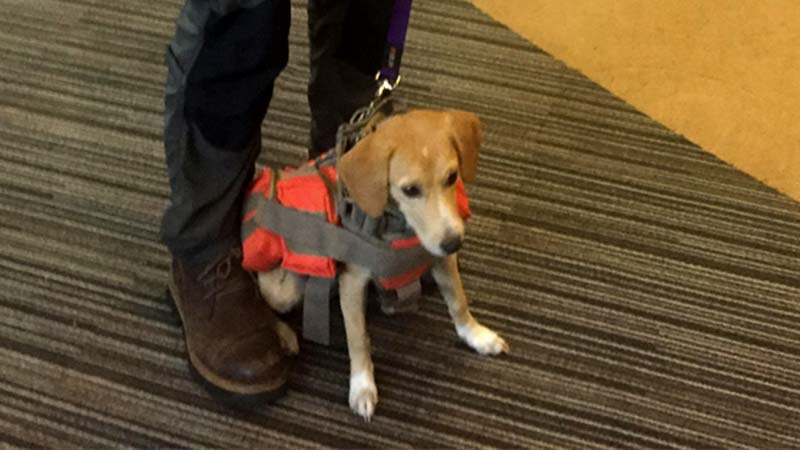 TRAINED. Pictured is Hachi, a volunteer dog trained in the MMDA K9 SAR program.