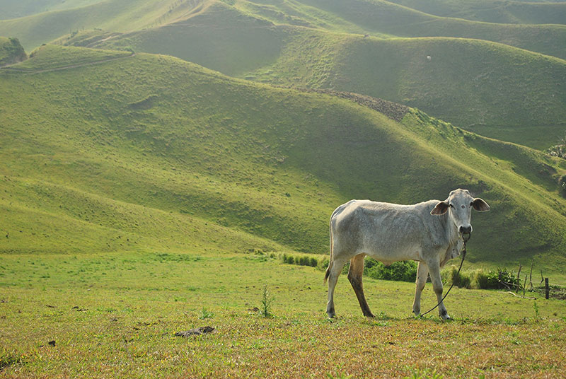 PEACE. Cows grazing on verdant slopes of the rolling hills are a common sight in Batanes. Photo by Che Gurrobat