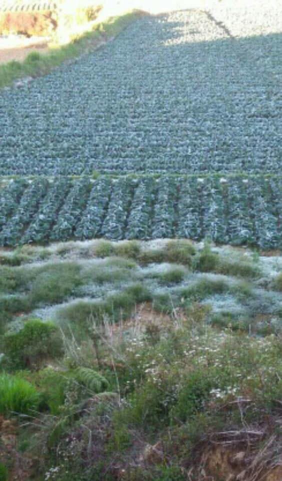 VEGETABLE WEATHER. Photo shows a land of vegetables frozen due to the cold temperature. 