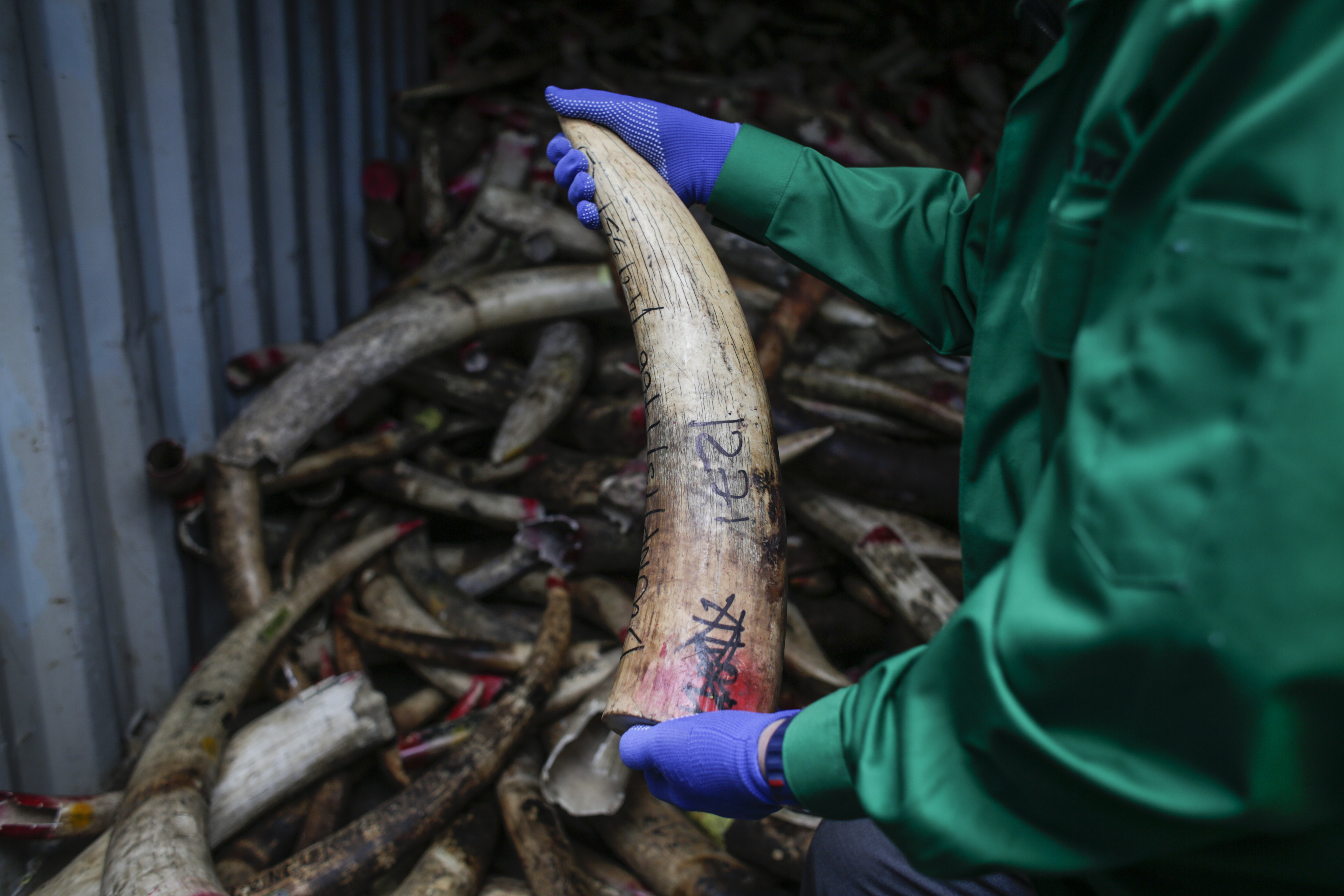 ILLEGAL TRADE. A Malaysian wildlife official holds a confiscated elephant ivory tusk from Africa before destroying the ivory, in Port Dickson, Negeri Sembilan, Malaysia, April 14, 2016. File photo by Fazry Ismail/EPA