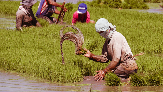 RICE FARMERS. Muddy water spurts out as a field laborer pulls out rice seedlings in Banay-banay, Davao Oriental. Photo from Shutterstock 