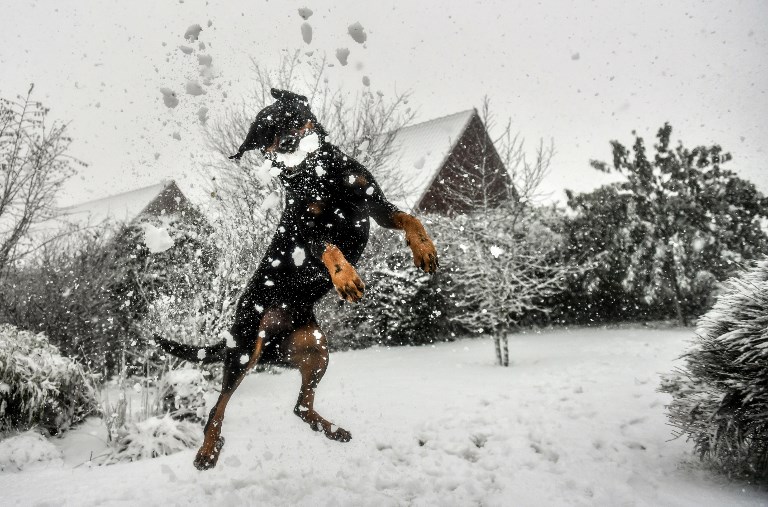 ORANGE ALERT. A dog jumps to catch a snowball in Godewaersvelde, France on December 11, 2017 as 32 departments were placed on orange alert due to gale-force winds. Photo by Philippe Huhuen/AFP 
