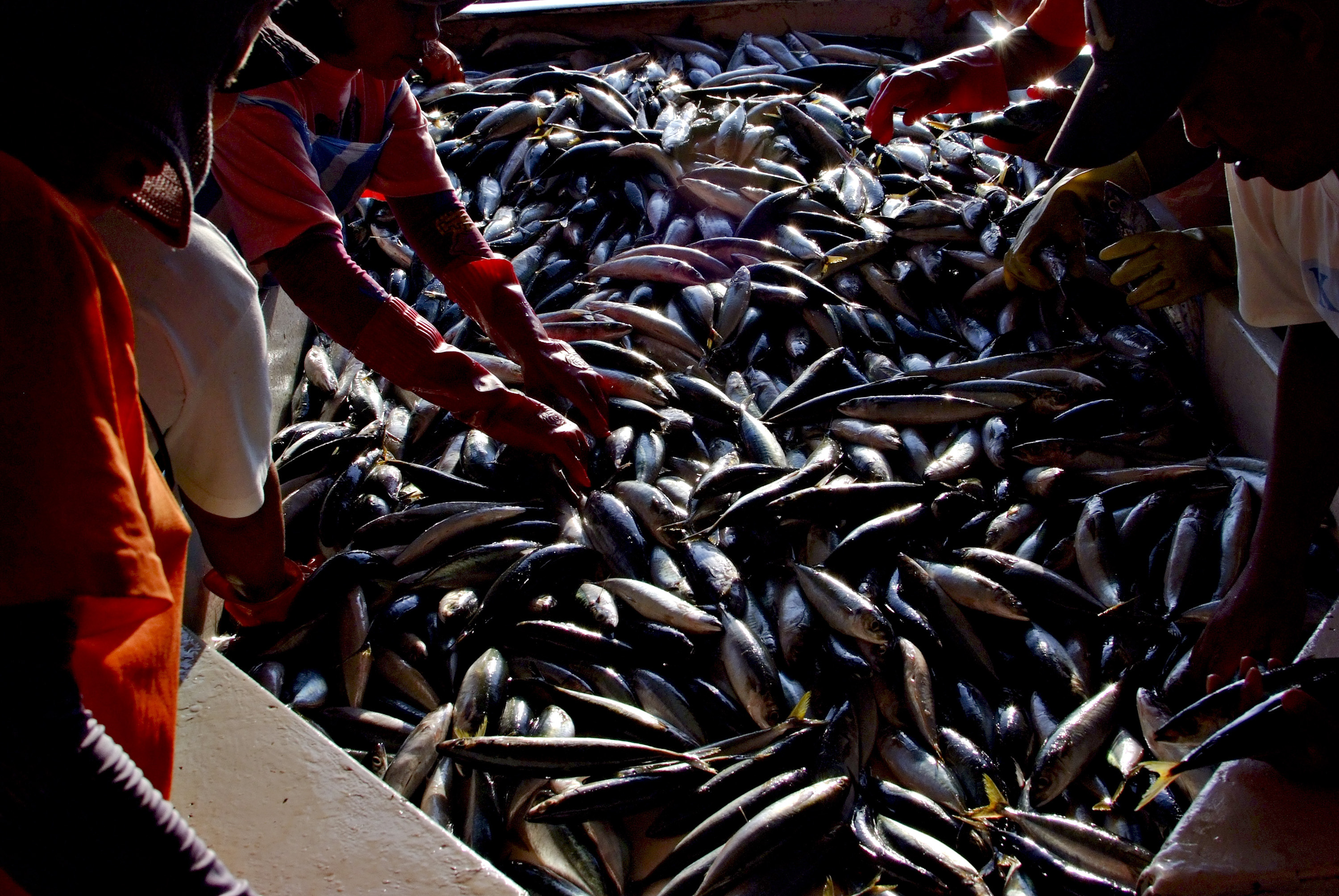 Early morning activity in the world renowned fish port of General Santos city in Mindanao, which boasts of their wide array of fish catch but especially the Yellow-fin tuna that garnered the attention of the region's biggest producers of fish products due to its quality. Photo by Veejay Villafranca/Greenpeace 