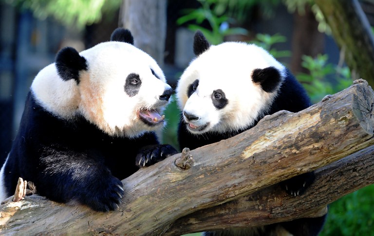 PLAYTIME. In this file photo, Giant panda Mei Xiang (L) and her cub Bei Bei play in their enclosure August 24, 2016 at the National Zoo in Washington, DC. Karen Bleier/AFP 