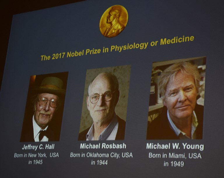 WINNERS. Winners of the 2017 Nobel Prize in Physiology or Medicine (L-R) Jeffrey C Hall, Michael Rosbash and Michael W Young are pictured on a display during a press conference at the Karolinska Institute in Stockholm on October 2, 2017. Jonathan Nackstrand/AFP 